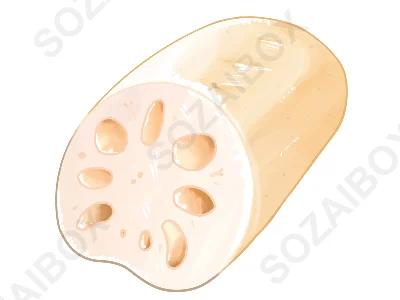 蓮根イラスト素材・断面付き／リアルタッチ野菜の食材イラスト