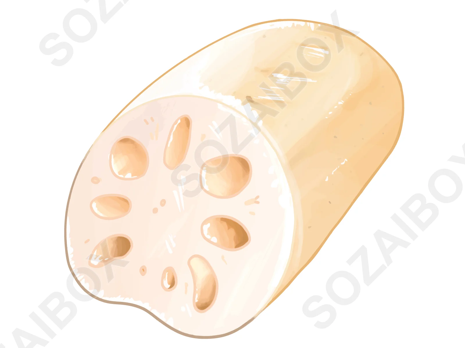 蓮根イラスト素材・断面付き/リアルタッチ野菜の食材イラスト